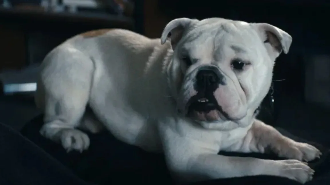 Terror the Bulldog