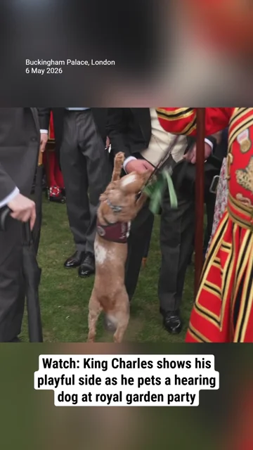 Watch: King Charles shows his playful side as he pets a hearing dog at royal garden party