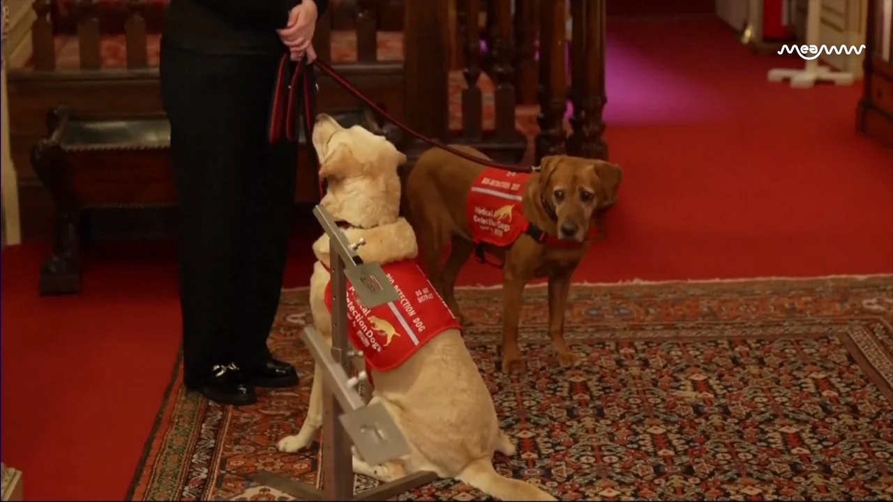 Queen Camilla Pets Medical Detection Dogs During Reception at Clarence House