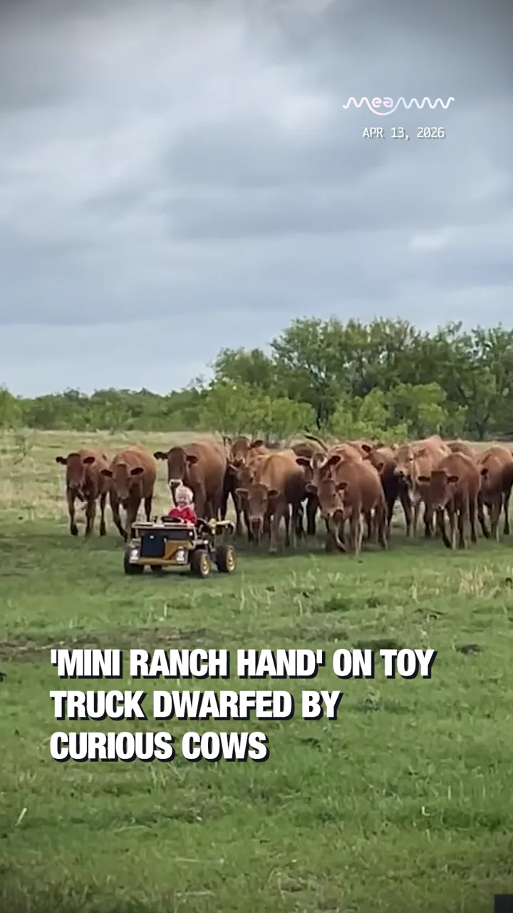 'Mini Ranch Hand' on Toy Truck Dwarfed by Curious Cows