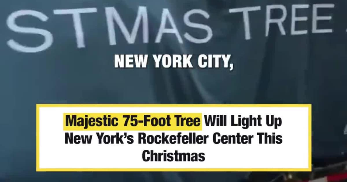 Majestic 75-Foot Tree Will Light Up New York’s Rockefeller Center This ...