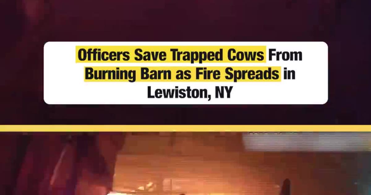 Officers Save Trapped Cows From Burning Barn as Fire Spreads in ...