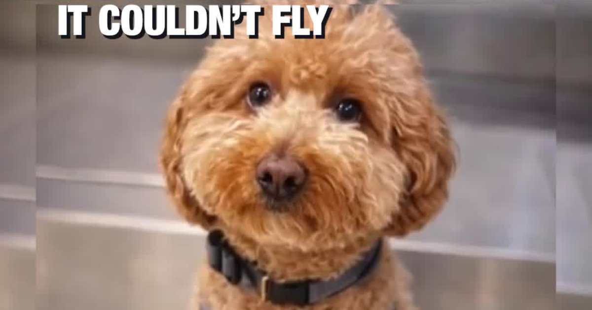 Woman Arrested After Abandoning Dog at Las Vegas airport When Told It Couldn’t Fly