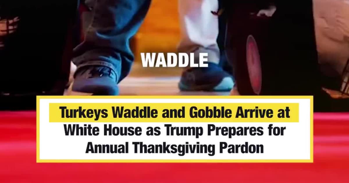 Turkeys Waddle and Gobble Arrive at White House as Trump Prepares for Annual Thanksgiving Pardon