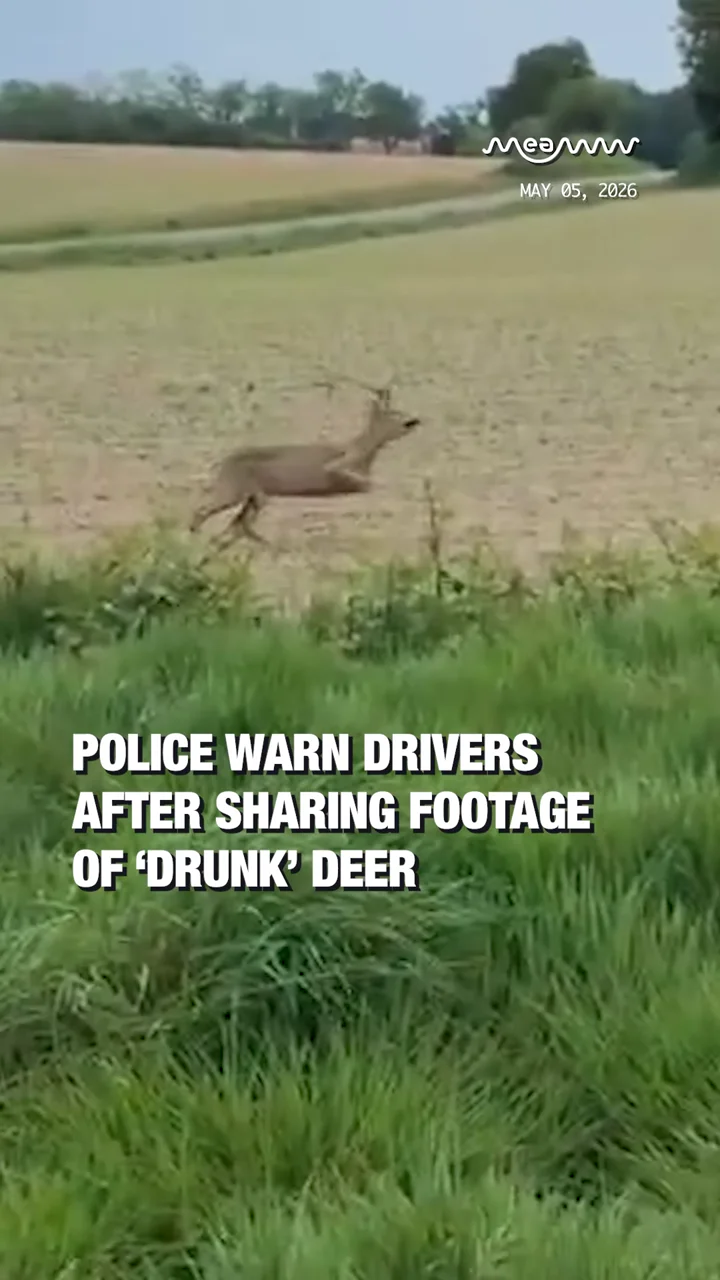 Police Warn Drivers After Sharing Footage Of ‘Drunk’ Deer