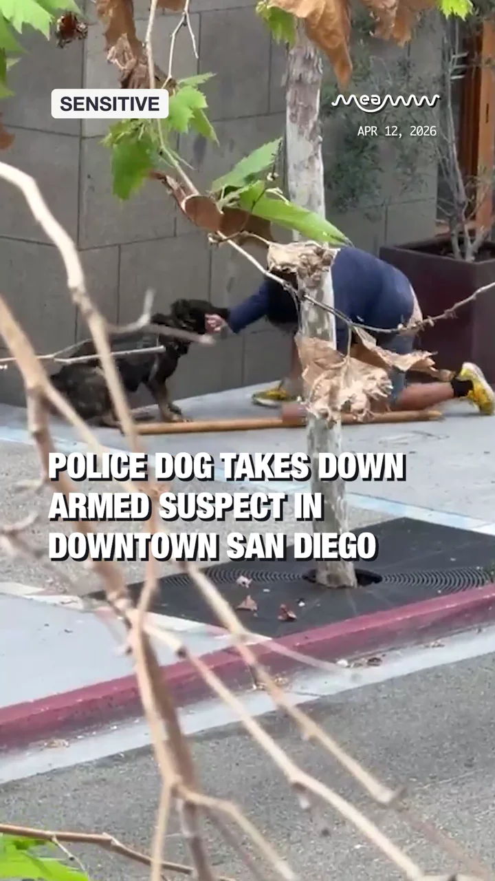 Police Dog Takes Down Armed Suspect in Downtown San Diego