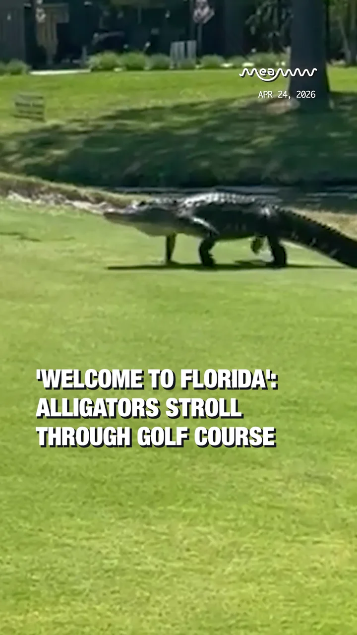 'Welcome to Florida': Alligators Stroll Through Golf Course